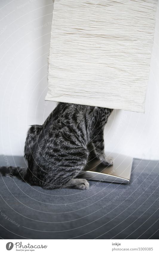 Verstecken für Anfänger Haustier Katze 1 Tier Tierjunges Stehlampe Lampenschirm hocken authentisch lustig verstecken Tigerfellmuster Innerhalb (Position)