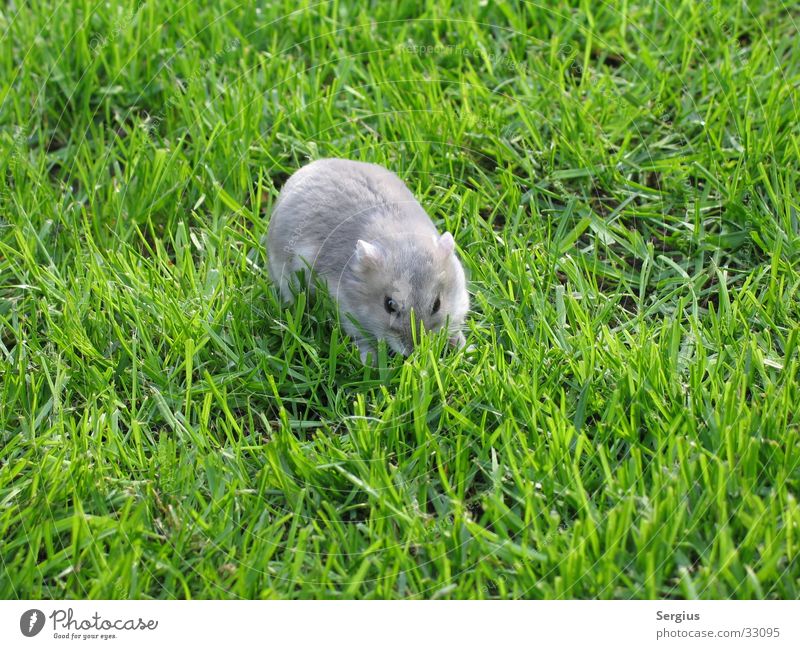 Zwerghamster auf dem Rasen Hamster Haustier Zoomeffekt Nahaufnahme