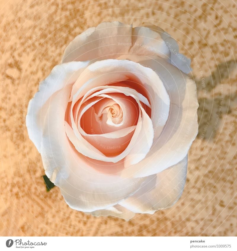 hier riecht‘s doch nach | rosen Rose Blume Blüte rosa Farbfoto Nahaufnahme Schwache Tiefenschärfe Pflanze Duft natürlich Blühend Rosenblüte Sommer Romantik