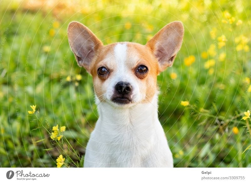 Lustiger weißer Chihuahua mit großen Ohren Freude Gesicht Fotokamera Freundschaft Tier Blume Blüte Haustier Hund sitzen klein lustig niedlich braun