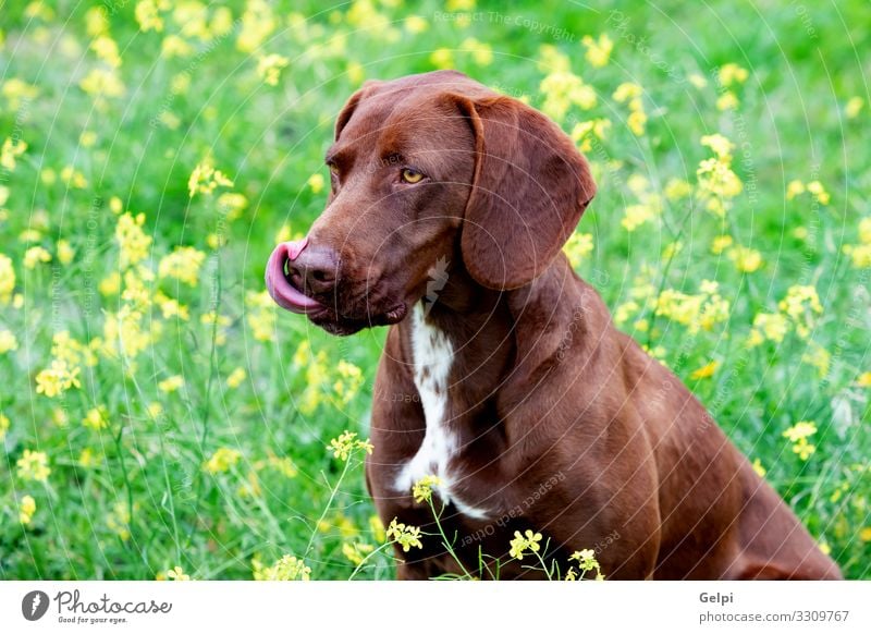 Schöne braune Braco-Deutsch-Kurzhaar Tier Blume Wiese Pelzmantel Haustier Hund groß klein weiß rein viele züchten braco vereinzelt Reinrassig Welpe Kopf