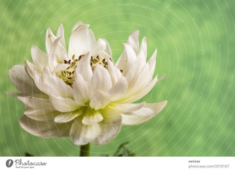 weiße Anemone vor grünem Hintergrund ruhig Häusliches Leben Dekoration & Verzierung Frühling Sommer Pflanze Blume Blüte Anemonen Blühend xenias Farbfoto