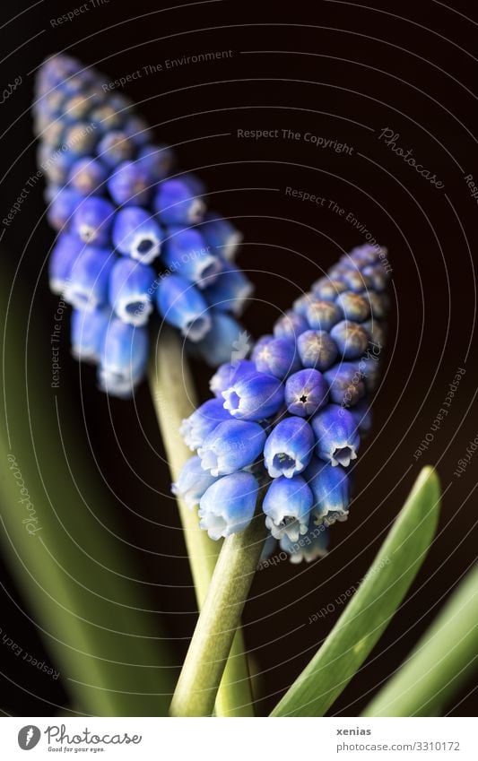 zwei blaue Traubenhyazinthen vor schwarzem Hintergrund Blume Blüte Blühend klein grün 2 xenias Studioaufnahme Nahaufnahme Detailaufnahme Makroaufnahme