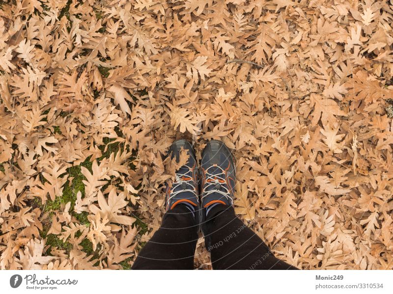 Menschliche Füße, die auf trockenes Herbstlaub treten schön Garten Fuß Natur Pflanze Baum Blatt Park Wald Schuhe hell natürlich weich braun gelb gold rot weiß