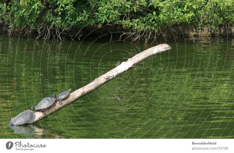 Familienausflug Schildkröte See steigen Zoo Ast Klettern Erholung