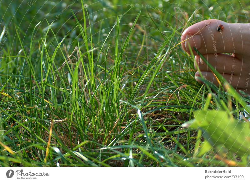 Fuss im Gras mit Käfer Marienkäfer Zehen Blatt krabbeln Fuß Natur Barfuß