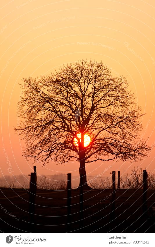 Sonne mit Baum Abend Dorf Dämmerung Farbe Farbenspiel Fischerdorf Insel Kap Küste Klippe Landschaft Mecklenburg-Vorpommern Meer Ostsee Rügen Sonnenuntergang