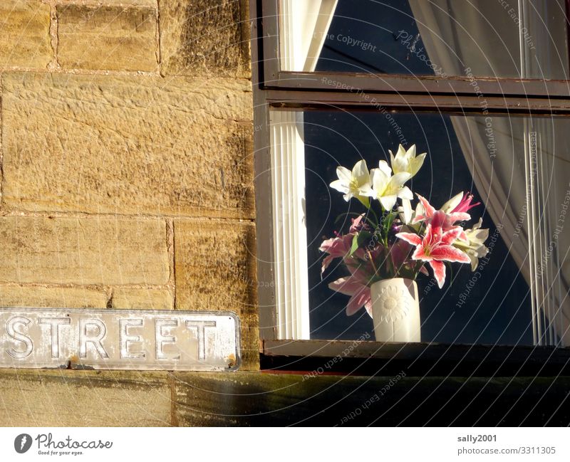 streetart... Häusliches Leben Wohnung Haus Dekoration & Verzierung Blume Lilien Mauer Wand Fassade Fenster Schriftzeichen Schilder & Markierungen ästhetisch