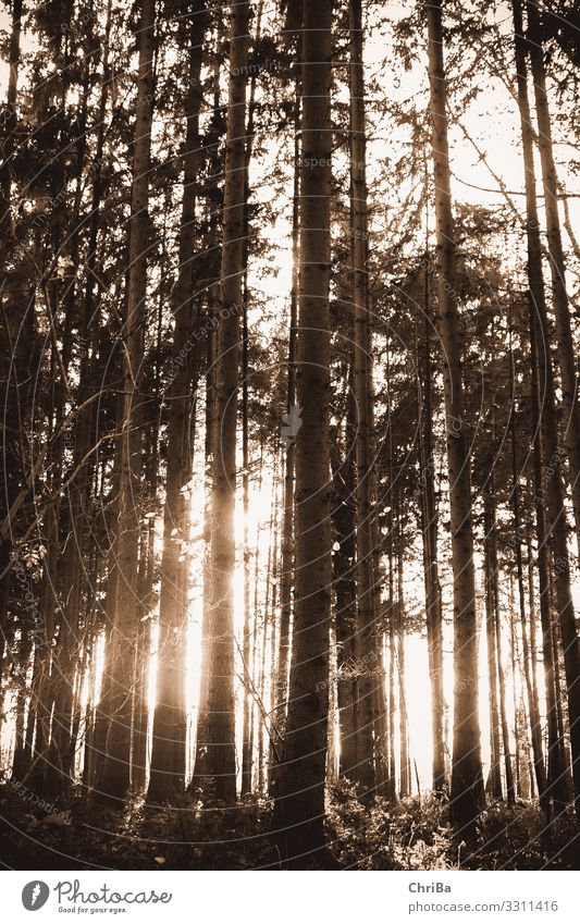 Wald Licht Umwelt Natur Landschaft Pflanze Urelemente Sonne Sonnenlicht Herbst Klima Baum leuchten natürlich schön Gefühle Glück Optimismus erleben