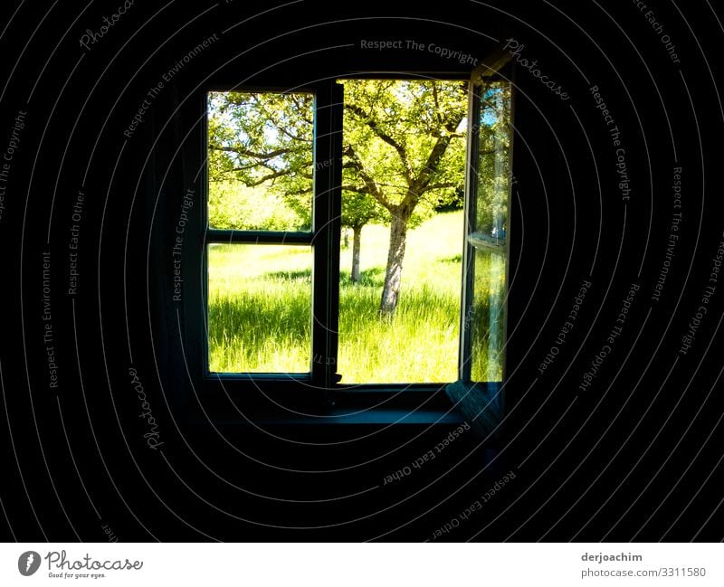 Blick in den Garten durch ein altes Fenster von Innen nach Außen, in den günen Garten ,mit Bäumen. Freude Erholung Ausflug Häusliches Leben Umwelt Sommer