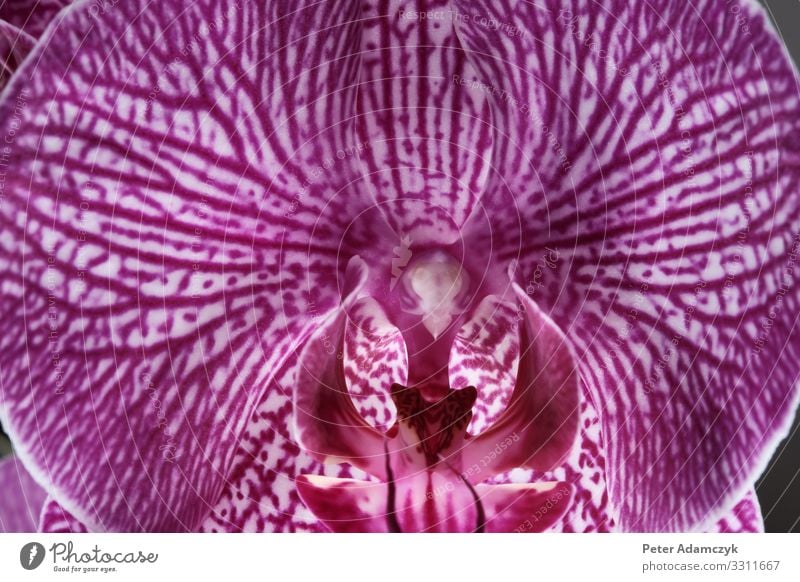 Blüte einer magenta farbenen Schmetterlingsorchidee Pflanze Blume Orchidee Topfpflanze exotisch "Schmetterlingsorchidee Falterorchidee Phalaenopsis," schön