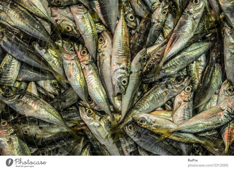 Hintergrund mit Fischmuster. Lebensmittel Meeresfrüchte Sardinen Ernährung Gesundheit Gesunde Ernährung Wellness Freizeit & Hobby Angeln