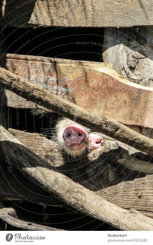 Neugierig Landwirtschaft Georgien Swanetien Stall Nutztier Schwein Schweinschnauze Schnauze 2 Tier Holzbrett atmen natürlich niedlich braun Leben Natur