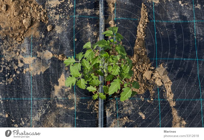 Tomatenpflanze mit Plastikfolie bedeckt den Boden Gemüse Sommer Garten Gartenarbeit Industrie Natur Pflanze Erde Blatt Nutzpflanze Wachstum frisch natürlich