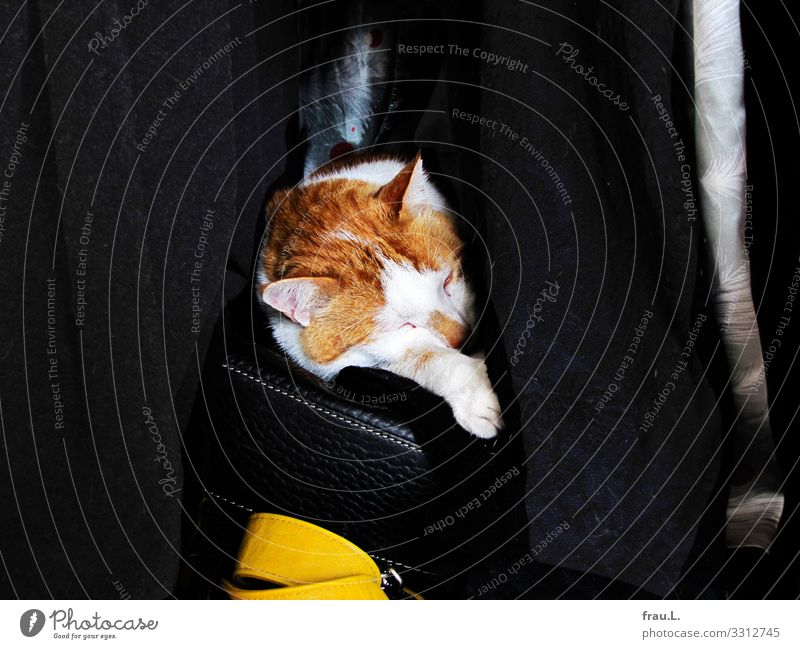 Kater im Schrank Häusliches Leben Schlafzimmer Mantel Tasche Tier Haustier Katze 1 schlafen Hauskatze Handtasche gemütlich träumen Geborgenheit Tierliebe