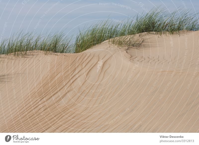 Sanddünen mit grünem Gras im Herbst schön Ferien & Urlaub & Reisen Sommer Strand Meer Umwelt Natur Landschaft Pflanze Himmel Horizont Schönes Wetter Wind Baum