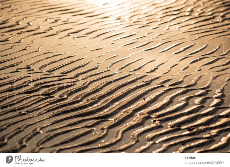 Wellen im Sand bei Ebbe Wasser Sonnenlicht Küste Strand Nordsee Meer Wattenmeer Linie nass braun gelb gold Umwelt Hintergrundbild xenias Nahaufnahme Muster