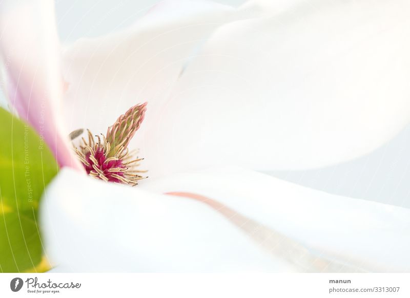 Magnolia harmonisch Sinnesorgane Natur Frühling Pflanze Baum Blüte Frühlingsfarbe Magnolienblüte Freundlichkeit frisch hell weiß ästhetisch elegant Farbfoto