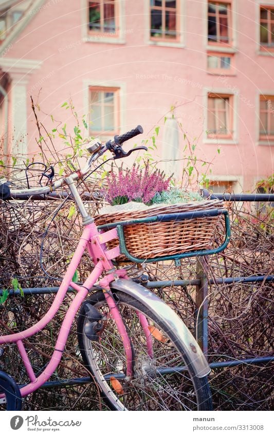 Hausrad Lifestyle Dekoration & Verzierung Gebäude Mauer Wand Fassade Verkehrsmittel Fahrradfahren Fahrradkorb Fröhlichkeit trendy nachhaltig rosa Freude