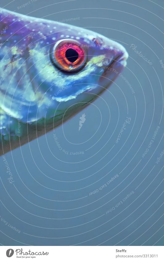 Fischauge rotes Auge Fischkopf rundes Auge Fischmaul beobachten Blick Begegnung begegnen überwachen im Blick anders schauen von oben schauen Beobachtung