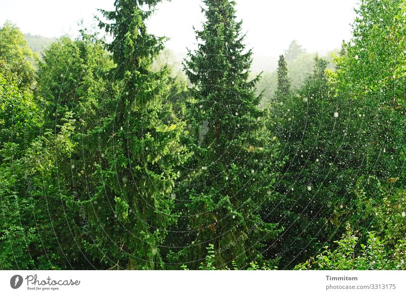 Leichter Schneefall Umwelt Natur Landschaft Pflanze Winter Wetter Baum Wald einfach kalt natürlich grau grün weiß Gefühle Fichte Laubbaum Farbfoto Außenaufnahme
