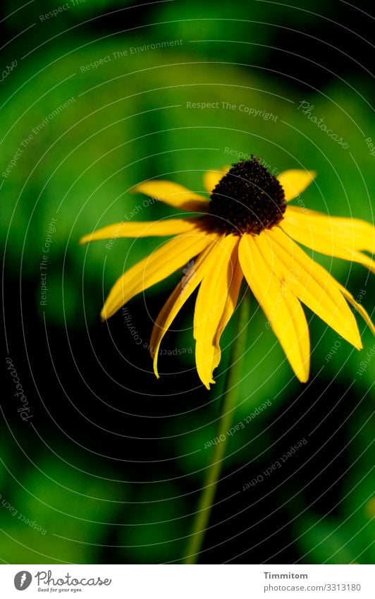 Ein Sonnenhut tut heute gut Blume Pflanze Blüte 1 gelb grün dunkel leuchtend Natur Sommer warm Garten Menschenleer Schwache Tiefenschärfe Außenaufnahme schön