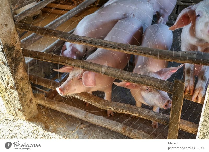 Junge Ferkel auf einem Bauernhof Landwirtschaft Tier Scheune Eber Tierzucht züchten Landschaft Speise ökologisch füttern Zaun Lebensmittel Tiergruppe Schwein