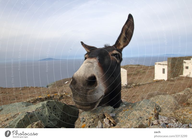 Wasn? Himmel Sommer Hügel Meer Ägäis Mittelmeer Insel Kykladen Folegandros Tier Nutztier Tiergesicht Esel 1 Fröhlichkeit Freude lustig Griechenland Farbfoto