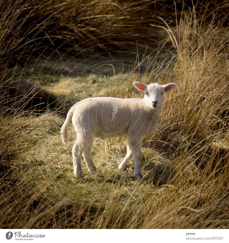 Nachwuchs-Model Natur Landschaft Wiese Nutztier Schaf 1 Tier Tierjunges beobachten Blick Farbfoto Gedeckte Farben Außenaufnahme Menschenleer Tag Kontrast