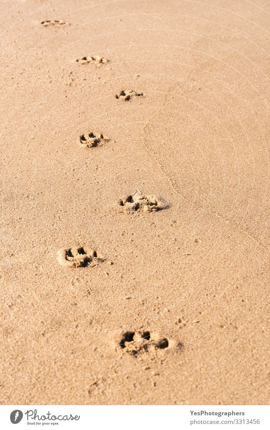 Hundefußabdrücke auf dem nassen Sand. Tierspuren am Strand Erholung Ferien & Urlaub & Reisen Freiheit Sommer wandern Natur Klimawandel Schönes Wetter Nordsee