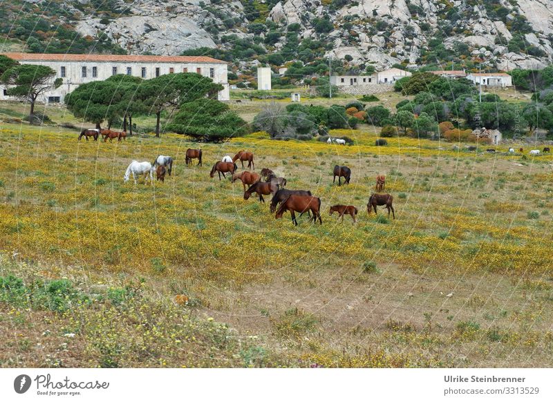 Wildpferde auf der sardischen Insel Asinara Pferde Equus ferus Sardinien Naturschutzgebiet Nationalpark Herde Tierschutz freilebend wild natürlich geschützt