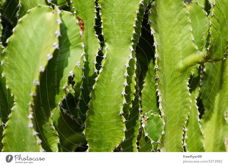 Nahaufnahme einer grünen Kaktus-Textur Design exotisch schön Haut Natur Pflanze Blatt Wachstum frisch stachelig gefährlich Farbe Oberfläche Linien ornamental
