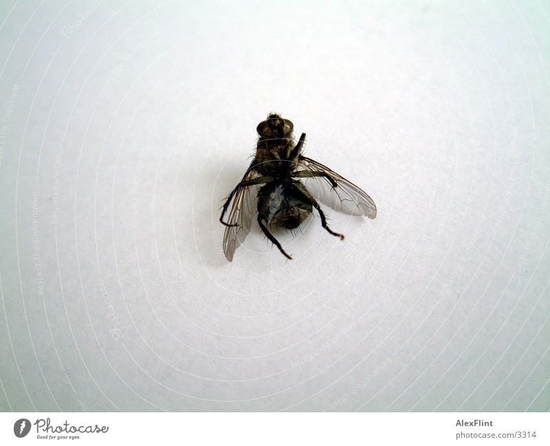 betrunkene fliege #3 Insekt Verkehr Fliege Makroaufnahme