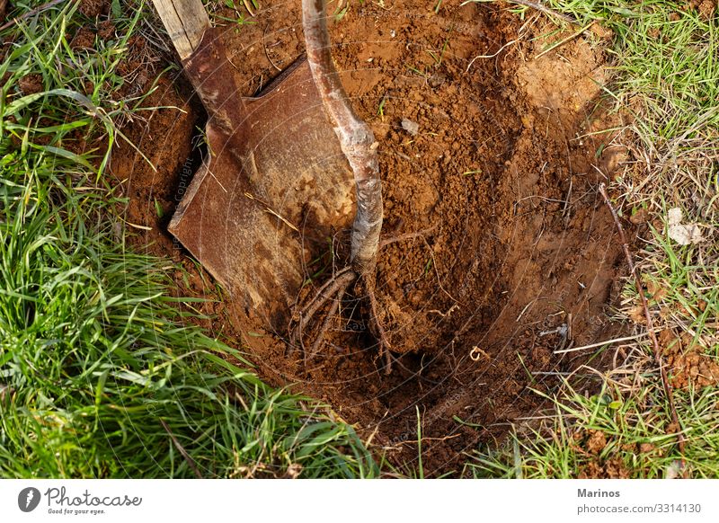 Eine Schaufel und Wurzeln eines Baumes, der bereit ist, in ein Loch gepflanzt zu werden. Leben Garten Umwelt Natur Pflanze Frühling Gras Wachstum klein