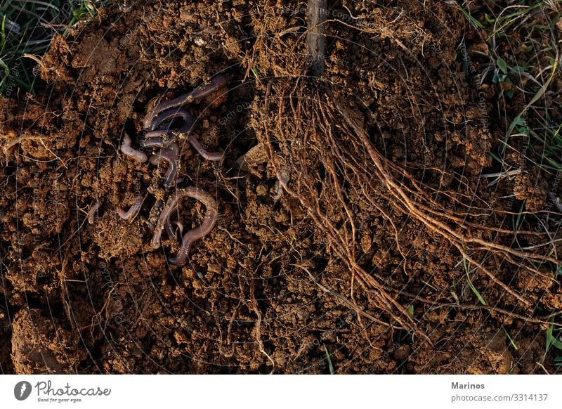 Wurzeln von Bäumen und Würmern auf dem Boden. Gemüse Garten Natur Pflanze Tier Erde Regen Baum Wurm natürlich braun Kompost Worms Regenwurm Hintergrund