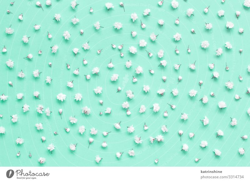 Kleine weiße Blüten auf hellblauem Hintergrund Design Dekoration & Verzierung Hochzeit Frau Erwachsene Mutter Blume oben Kreativität romantisch hell-blau