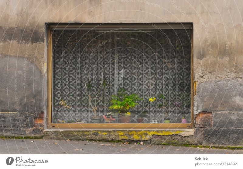 Versteckte Schönheit Freizeit & Hobby Orchideenzucht Pflanzenzucht Dekoration & Verzierung Haus Fassade Fenster gelb grau grün rosa Schaufenster Wand marode