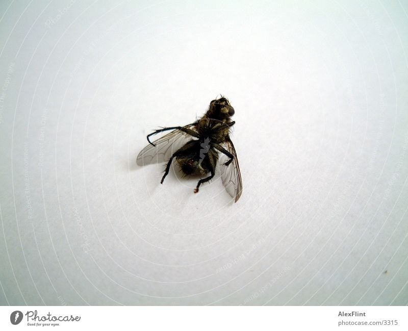 betrunkene fliege #2 Insekt Verkehr Fliege Makroaufnahme
