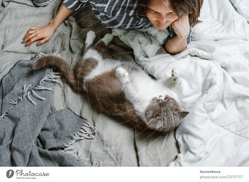 Frau liegt auf einem Bett mit ihrer britischen Rassekatze annehmen reizvoll Tier Britische Rasse Pflege Katze niedlich heimisch weich fluffig flockig Pelzmantel