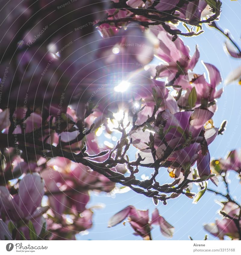 unter der Magnolie Pflanzen Magnolienblüte rosa pink weiß hellblau Sonnenlicht strahlend Strahlen Sonnenstrahlen Froschperspektive Schönes Wetter Frühling