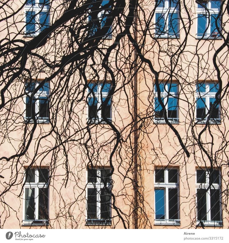 strubbelig Ast Zweig Fassade Fenster hängen Wachstum Berlin rosa blau schwarz Strukturen & Formen Fensterfront Muster unregelmäßig krumm Baum durcheinander
