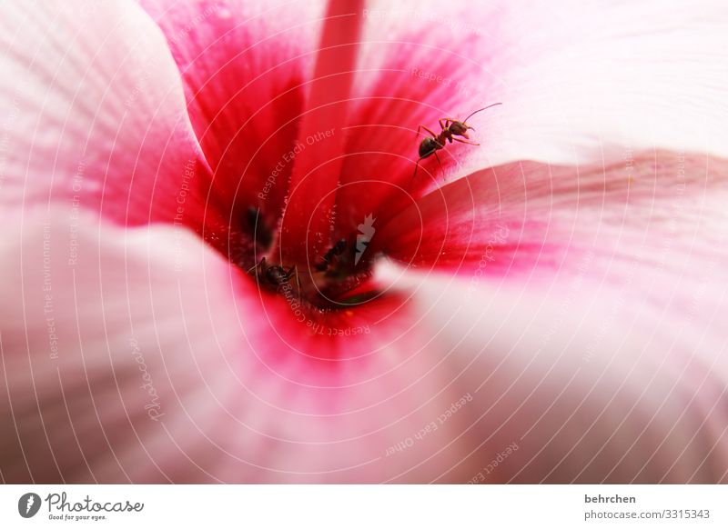 hibiskusschnuppernde ameisen blühen duften blütenblätter klein krabbeln Blume Blüte Pflanze Natur Farbfoto Garten Außenaufnahme Nahaufnahme Sommer Menschenleer