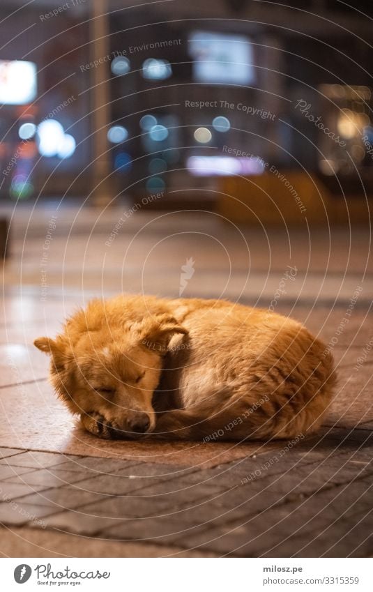 Schlafender Hund Stadt Platz Tier Haustier 1 liegen schlafen authentisch kalt kuschlig natürlich schön trist weich blau braun orange Warmherzigkeit Tierliebe