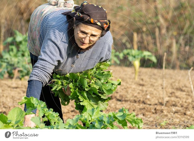 Porträt einer älteren Frau beim Pflücken von frischem Kräutergemüse aus dem Garten Gemüse Ernährung Lifestyle Stil Gesunde Ernährung Leben Freizeit & Hobby