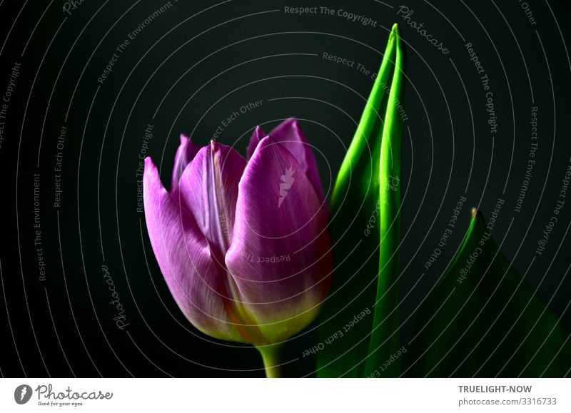 Einsame lila Tulpenblüte vor einem leuchtend grünen Blatt und neutral dunklem Hintergrund als Gruß zum Muttertag violett Blume Blüte nah einzeln allein