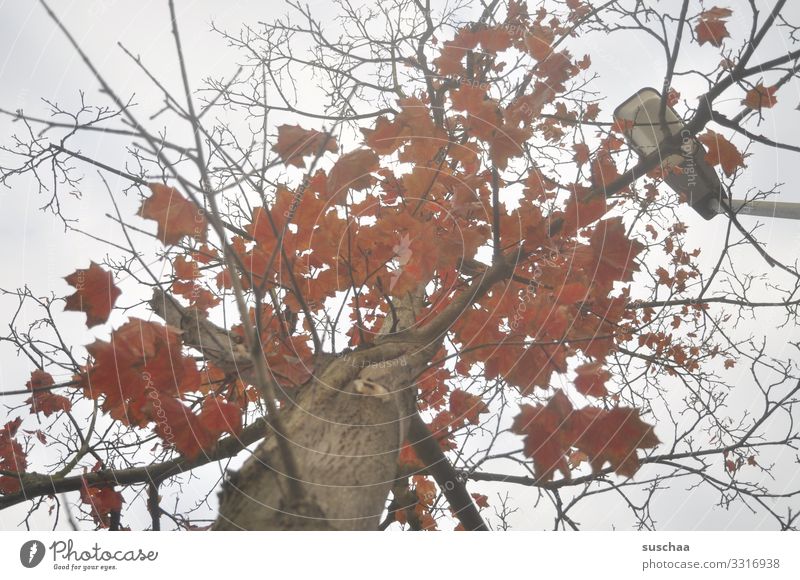 nach oben gucken Baum Baumstamm Ast Blatt Herbstlaub Wetter Jahreszeiten rotes Laub herbstlich Zweig Straßenbeleuchtung Blick nach oben Traurigkeit ruhig