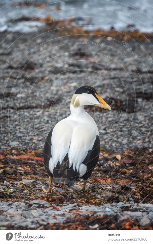 Eiderente auf isländischen Blasentang Sand Strand Tier Wildtier Vogel 1 laufen blau braun gelb grau schwarz Rückzug Rücken Farbfoto Gedeckte Farben