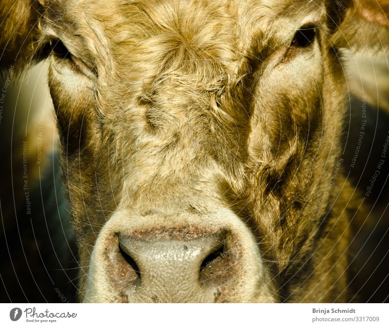 Profil einer schwarz. braunen Kuh Industrie Nutztier Tiergesicht Fell 1 Blick warten ästhetisch Freundlichkeit Gesundheit hell muskulös stark grau silber