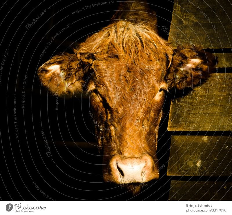 Portrait einer braunen Kuh Nutztier Fell 1 Tier Denken füttern hängen Blick warten dunkel elegant Freundlichkeit schön einzigartig muskulös weich Zufriedenheit