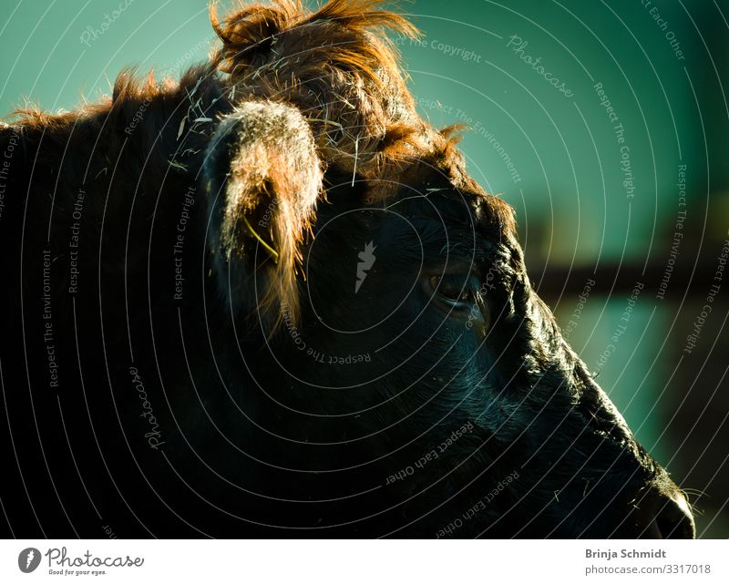 Profil einer schwarz. braunen Kuh Nutztier Fell 1 Tier beobachten Blick stehen warten Coolness frei Freundlichkeit Gesundheit muskulös stark Wachsamkeit ruhig